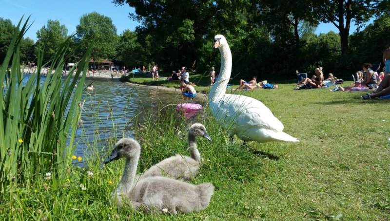 joanaf_swans_zoom_w.jpg